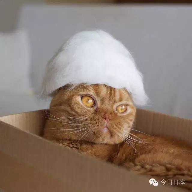 猫毛手机壳